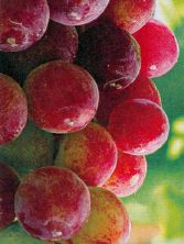zelenye-yabloki-i-ogurcy-krasnyj-vinograd-i-klubnika