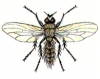 Луковая муха. Меры борьбы