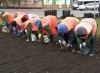 Как благоустроить осеннюю клумбу