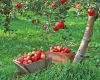 Советы по уходу за плодовыми деревьями Советы по уходу за плодовыми деревьями