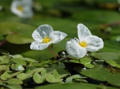 Водокрас