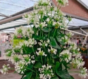 Агапантус