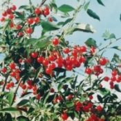 Болотовская вишня