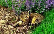 Душистый котовник