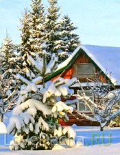Ель на даче Ель на даче