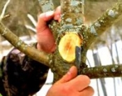 Если сломалась ветка Если сломалась ветка