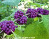 Красивоплодник или Калликарпа
