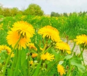 Одуванчик лекарственный