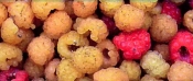 Пьянящий аромат малины