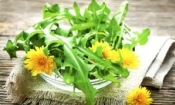 Растения-защитники Растения-защитники