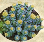 Родиола розовая