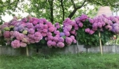 Роскошь гортензий