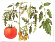 Секреты выращивания помидоров