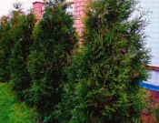 Выращивание туи - живой изгороди