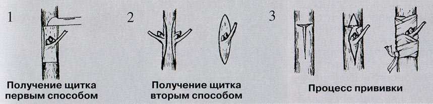 Привить сирень на сирень после цветения схема