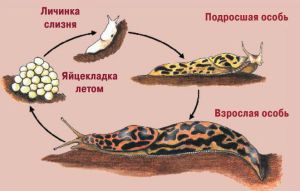 Какой тип развития характерен для голова слизня изображенного на рисунке