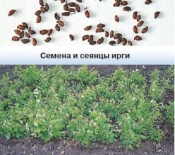 Размножаем иргу