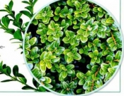 Как укоренить самшит Как укоренить самшит