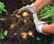 Картофель под опилками