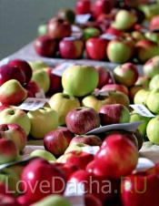 Самые вкусные сорта яблок для сада