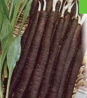 Скорцонера